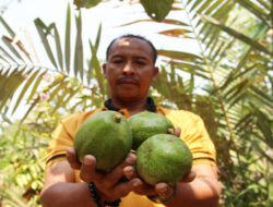 Potensi Sentra Buah Alpukat di Desa Sambirejo Jombang dapat Ditingkatkan