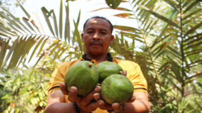 Potensi Sentra Buah Alpukat di Desa Sambirejo Jombang dapat Ditingkatkan