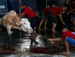 Tiga Larangan Dalam Berkurban Sesuai dengan Sunnah Nabi Muhammad SAW