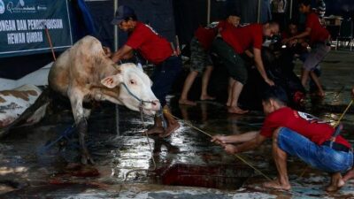 Tiga Larangan Dalam Berkurban Sesuai dengan Sunnah Nabi Muhammad SAW