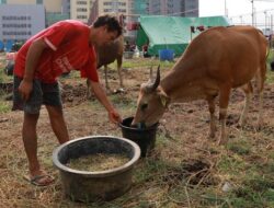 Doa Ketika Menerima Daging Kurban saat Hari Raya Idul Adha