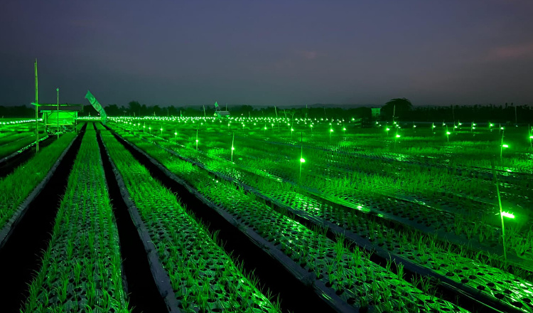 Penerapan Teknologi Light Trap Meningkatkan Produksi Bawang Merah di Banyuwangi