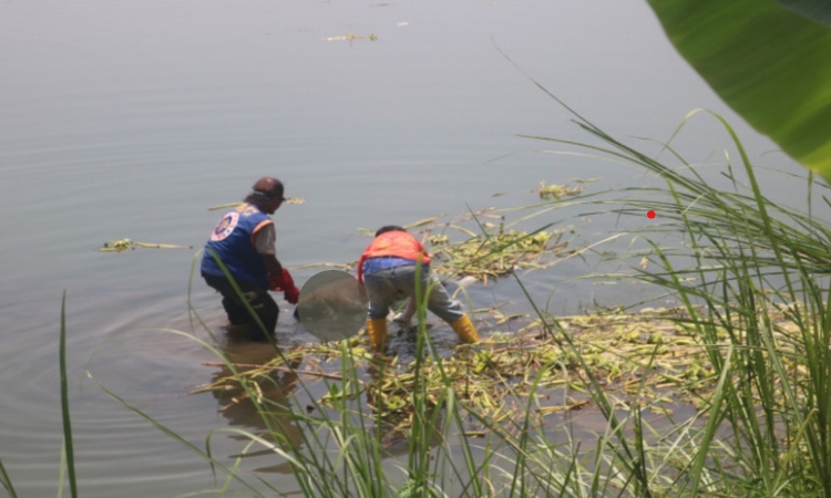 Laki-laki Meninggal Ditemukan Mengapung di Sungai Dekat Jembatan Lama Ploso Jombang