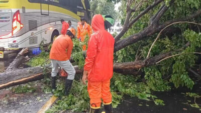 Jalur Madiun-Ponorogo Ditutup Sementara karena Kayu Sono Tumbang