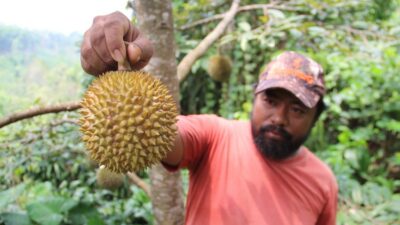 Nikmatnya Durian Sunrise Wonosalam Jombang, Meskipun Mungil namun Banyak Diburu oleh Pembeli