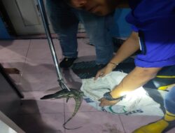 Petugas Pemadam Kebakaran Menangkap Biawak yang Masuk ke Rumah Warga di Cilacap