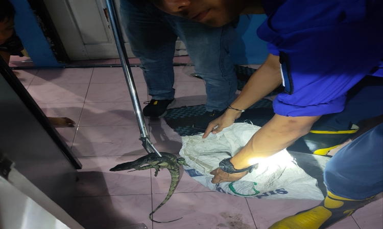 Petugas Pemadam Kebakaran Menangkap Biawak yang Masuk ke Rumah Warga di Cilacap