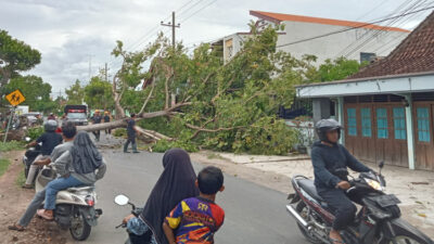 Jalur Penghubung Antarkecamatan di Magetan Terputus Akibat Pohon Tumbang