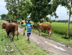 Warga Ngawi Panik Evakuasi Hewan Ternak Akibat Banjir Dampaknya