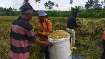 Hasil Panen Petani di Banyuwangi Menurun Drastis Akibat Serangan Hama Padi