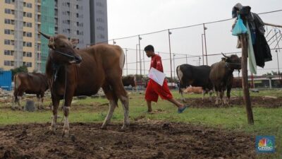 Tips Beli Hewan Kurban Sebentar Lagi, Idul Adha Sudah Dekat!