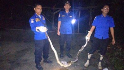 Petugas Damkar Menangkap Ular Sanca Setelah Memangsa Ayam Milik Warga di Cilacap