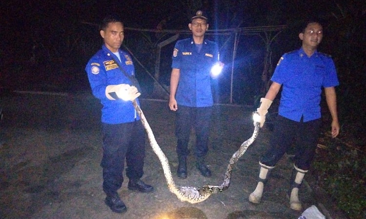 Petugas Damkar Menangkap Ular Sanca Setelah Memangsa Ayam Milik Warga di Cilacap