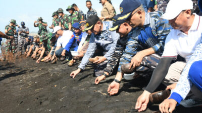 Rangkaian Operasi Trisila: Koarmada II Tanam Mangrove dan Lepas Tukik di Banyuwangi