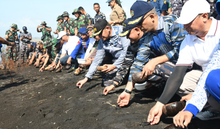 Rangkaian Operasi Trisila: Koarmada II Tanam Mangrove dan Lepas Tukik di Banyuwangi