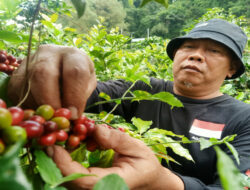 Manfaat Berkah Harga Tinggi bagi Petani Kopi Arabika di Lereng Gunung Lawu Magetan