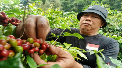 Manfaat Berkah Harga Tinggi bagi Petani Kopi Arabika di Lereng Gunung Lawu Magetan