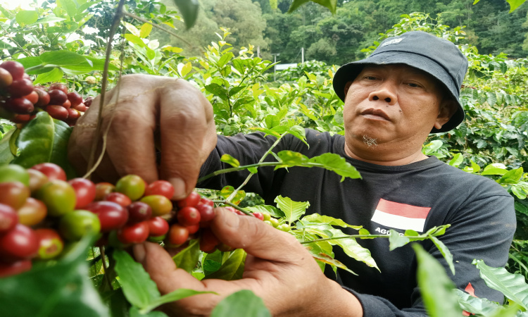 Manfaat Berkah Harga Tinggi bagi Petani Kopi Arabika di Lereng Gunung Lawu Magetan