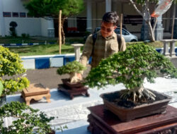 Pameran Bonsai Tingkat Nasional di Jember, Ada yang Diserbu Penawar hingga Rp 1,5 Miliar