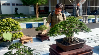 Pameran Bonsai Tingkat Nasional di Jember, Ada yang Diserbu Penawar hingga Rp 1,5 Miliar