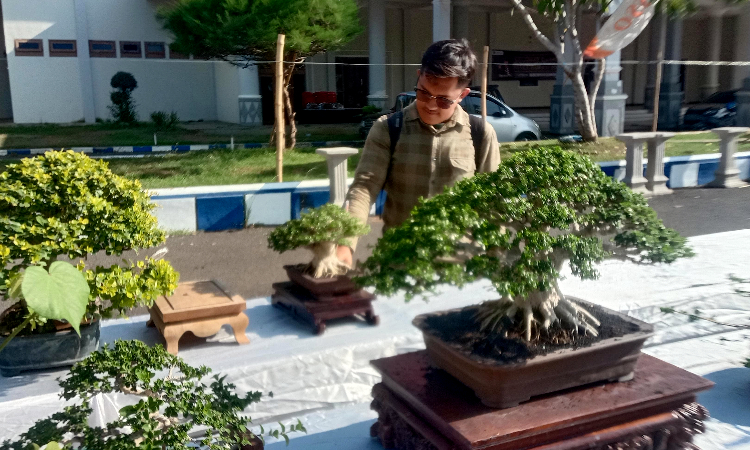 Pameran Bonsai Tingkat Nasional di Jember, Ada yang Diserbu Penawar hingga Rp 1,5 Miliar