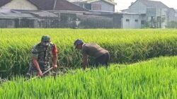 Babinsa Selopuro Kabupaten Blitar Berharap Hasil Pertanian Meningkat dengan Bantuan kepada Petani