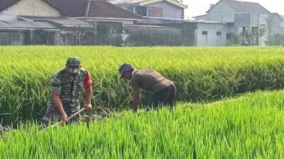 Babinsa Selopuro Kabupaten Blitar Berharap Hasil Pertanian Meningkat dengan Bantuan kepada Petani