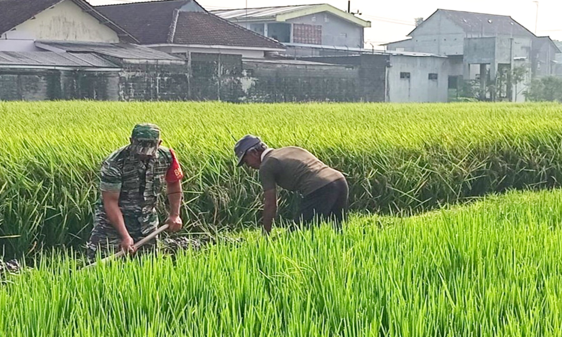 Babinsa Selopuro Kabupaten Blitar Berharap Hasil Pertanian Meningkat dengan Bantuan kepada Petani