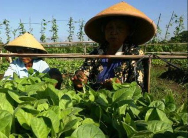 BPJS Ketenagakerjaan Melindungi 20 Ribu Buruh Tani Tembakau Jember