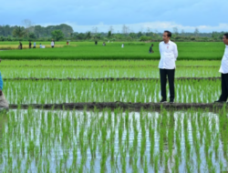 Aktivis Papua Mendesak Dihentikan Proyek Pengembangan Satu Juta Hektar Sawah di Merauke