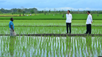 Aktivis Papua Mendesak Dihentikan Proyek Pengembangan Satu Juta Hektar Sawah di Merauke