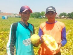 Petani Timun Mas di Jombang Gagal Panen Akibat Guyuran Hujan Deras