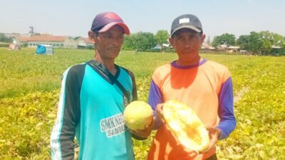 Petani Timun Mas di Jombang Gagal Panen Akibat Guyuran Hujan Deras