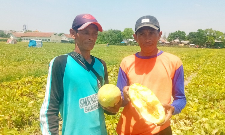 Petani Timun Mas di Jombang Gagal Panen Akibat Guyuran Hujan Deras