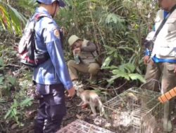 3 Monyet Ekor Panjang Dilepasliar di Hutan Nusakambangan