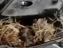 Penyebab Motor Sering Mogok: Kejutan Saat Dibongkar