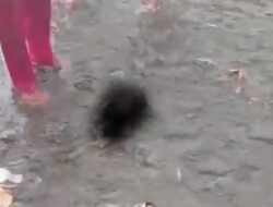 Tragis: Bayi Laki-Laki Ditemukan Tewas Hanyut di Sungai Bedadung